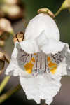 Southern catalpa